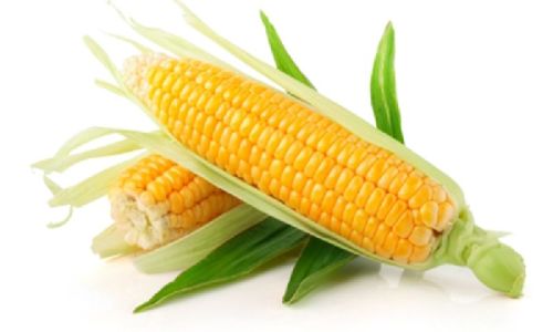 Yellow Corn, For Animal Feed, Cattle Feed, Flour, Food Grade Powder, Packaging Type : Can (Tinned)