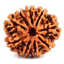 9Mukhi Rudraksha