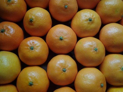 Fresh mandarin orange, Brand Name : Citrus South Africa