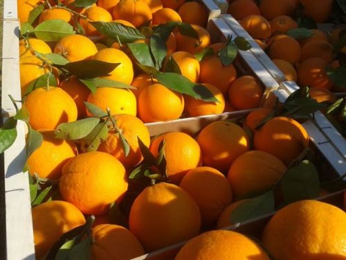 Fresh Quality Navel Oranges