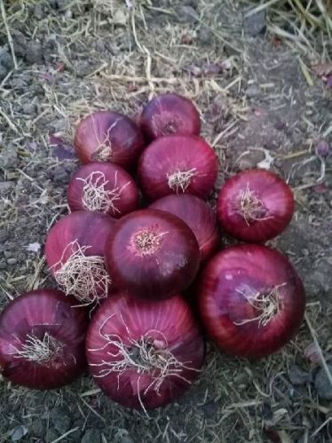 Red onion, Certification : GlobalGAP, Packaging Size : 90grams