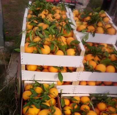 Quality Valencia Oranges