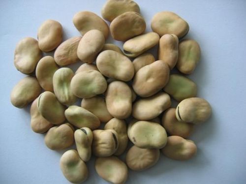 Broad Beans, Packaging Type : 50/25KG P.P.Bags