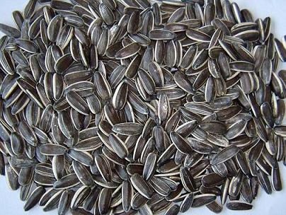 Sunflower seeds, Packaging Type : 25KG P.P.Bags