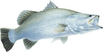 Barramundi Fish