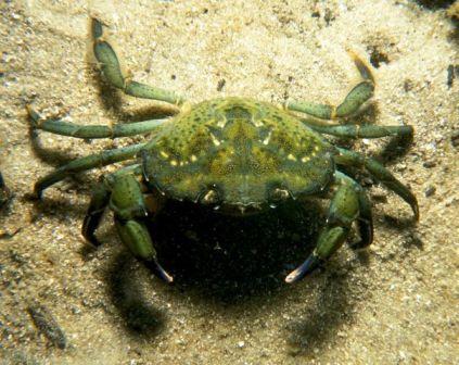 Frozen Green Crab