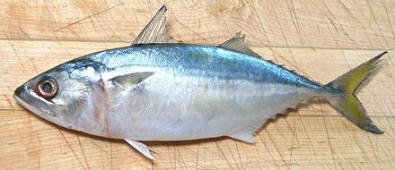 Indian Mackerel Fish