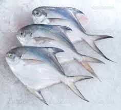 Silver Pomfret Fish