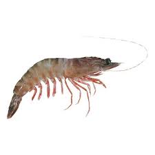 Frozen Tiger Prawn