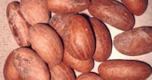 Bitter Kola Nuts, Appearance : Fresh
