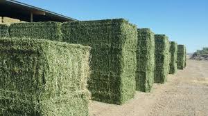 Alfalfa Hay Form : Pellets