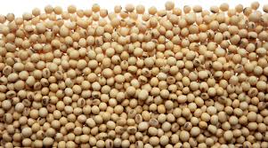 Soybean Seeds, Packaging Type : 50kg bags