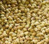 Coriander seeds, Drying Process : Sun Dried