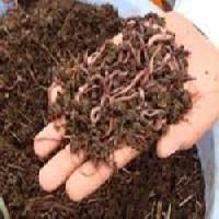 Phosphate Solubilizing Bacteria, For Agriculture