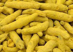 Turmeric finger, Application : Cooking