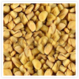 Fenugreek Seeds