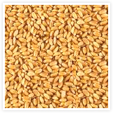 Wheat Seeds