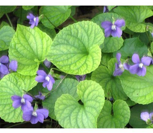 Prime Essentials Violet Oil