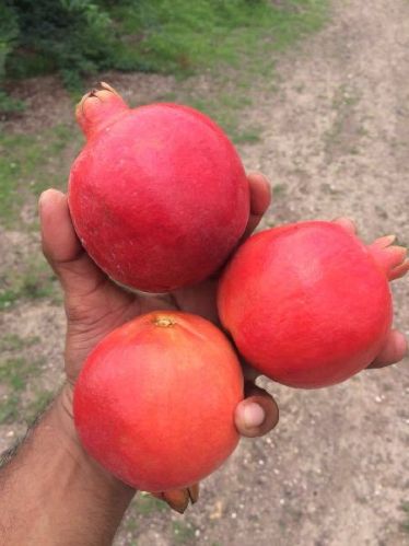 Fresh pomegranate, Usage/Application : Human Consumption