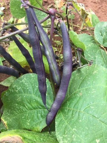 Purple Podded Pole Beans