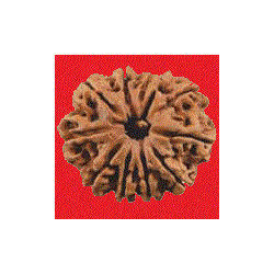11 Mukhi Rudraksha