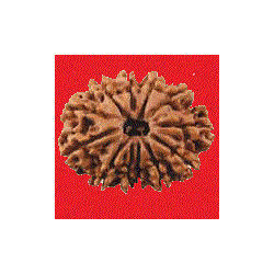 12 Mukhi Rudraksha