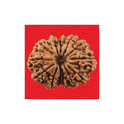 13 Mukhi Rudraksha