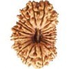 19 Mukhi Rudraksha