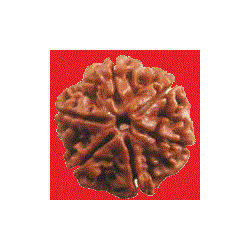 6 Mukhi Rudraksha