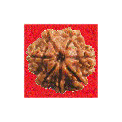 7 Mukhi Rudraksha