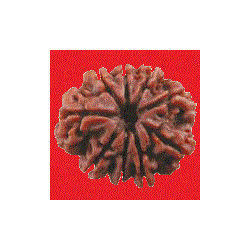 9 Mukhi Rudraksha
