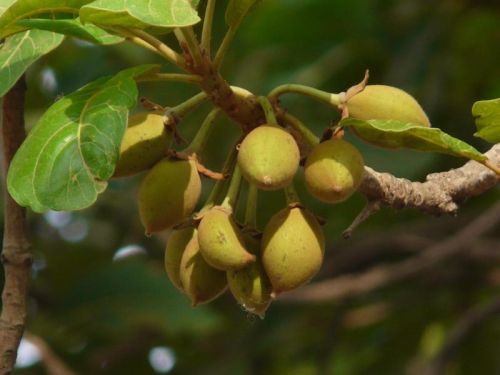 Mahua Flower