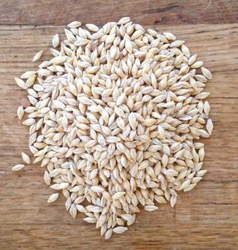 Barley Seeds, Packaging Type : Plastic Bag