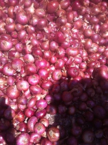 Onions, Packaging Type : customized