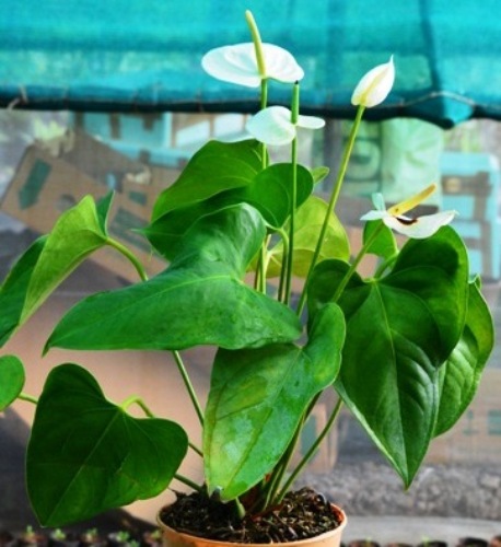 Anthurium White