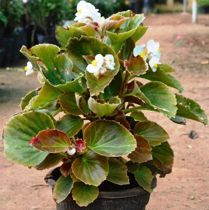 Begonia White