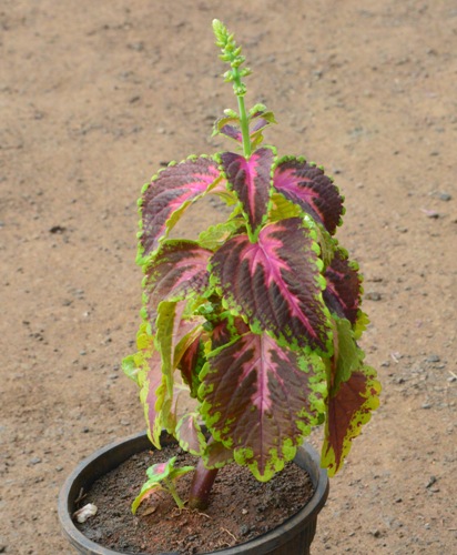 Coleus Hybridus Double Colour