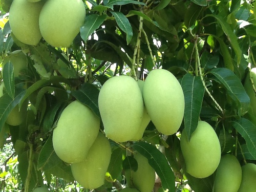 Dasheri Mango Plant