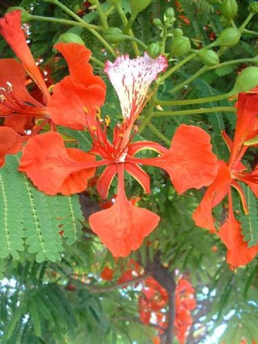 Gulmohar Plant