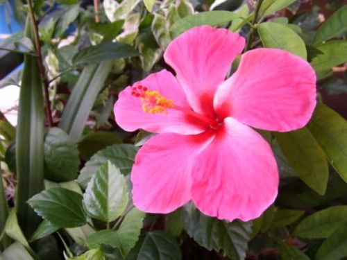 HiBiscus Pink