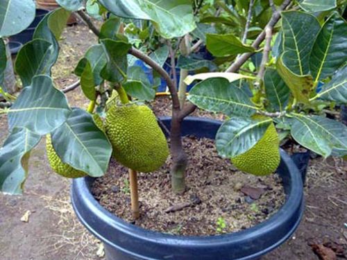 Jackfruit Plant