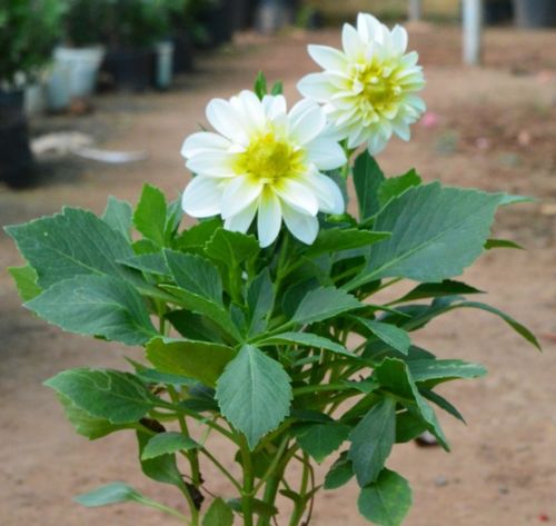 Mini Dahlia White