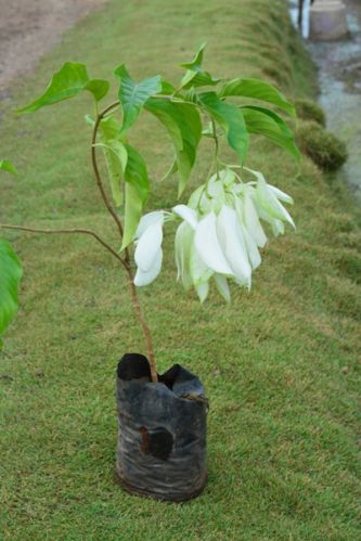 Mussaenda White