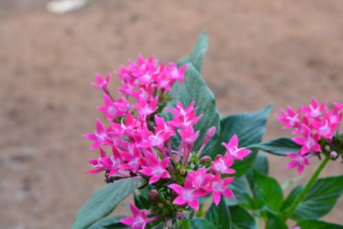 Pentas Red