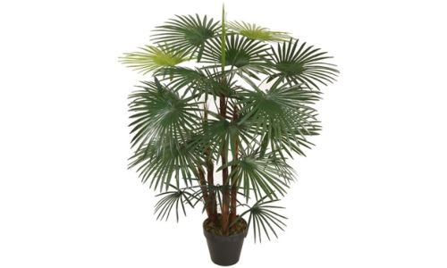 Pistol Palm Plant