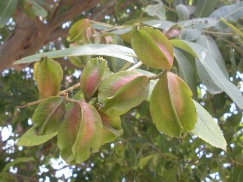 Terminalia Arjuna Plant