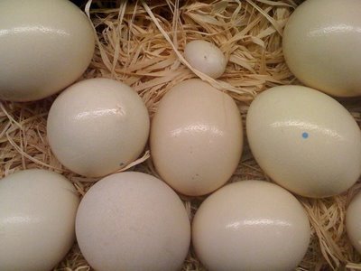 Fresh Ostrich Eggs