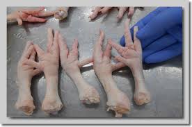 Chicken Feet, Storage Condition : Dried, Frozen