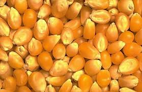 Yellow corn maize