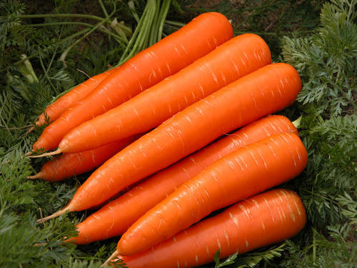 Fresh Carrots